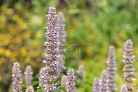 Close up of giant hyssop flowers in bloom