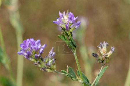 Foto de Macro de lucerna (medicago sativa) flores en flor - Imagen libre de derechos
