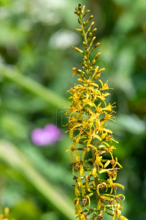 Photo for Close up of ligularia przewalskii flowers in bloom - Royalty Free Image