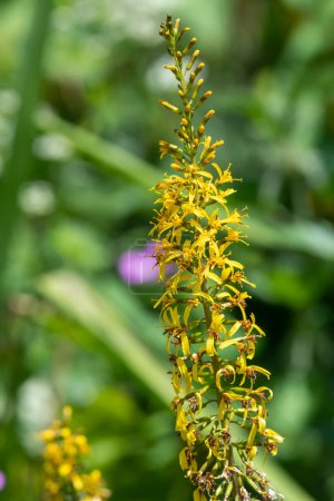 Photo for Close up of ligularia przewalskii flowers in bloom - Royalty Free Image