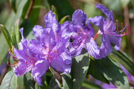 Photo for Close up of Augustines rhododendron (rhododendron augustinii) flowers in bloom - Royalty Free Image