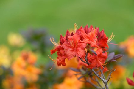 Foto de Primer plano de azalea temprana roja (rododendro prinophyllum) flores en flor - Imagen libre de derechos