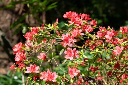 Foto de Primer plano de azalea temprana roja (rododendro prinophyllum) flores en flor - Imagen libre de derechos