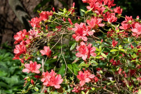 Téléchargez les photos : Gros plan des fleurs rouges de l'azalée précoce (rhododendron prinophyllum) en fleurs - en image libre de droit