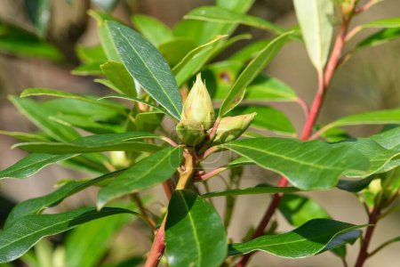 Photo for Close up of Rhododendron buds - Royalty Free Image