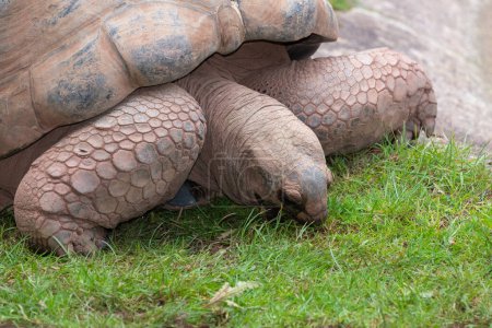 Photo for Portrait of an Aldabra giant tortoise (Aldabrachelys gigantea) in a zoo - Royalty Free Image