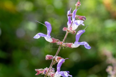 Téléchargez les photos : Close up of salvia cyanescens flowers in bloom - en image libre de droit