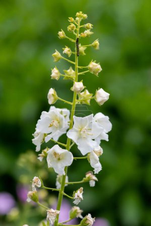 Photo for Closer up of white verbascum flowers in bloom - Royalty Free Image