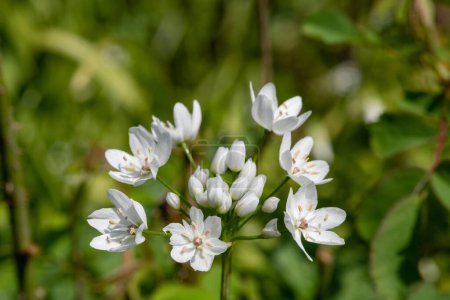 Téléchargez les photos : Gros plan de fleurs d'ail blanc (allium neapolitanum) en fleurs - en image libre de droit