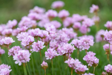 Photo for Close up of thrift (armeria maritima) flowers in bloom - Royalty Free Image