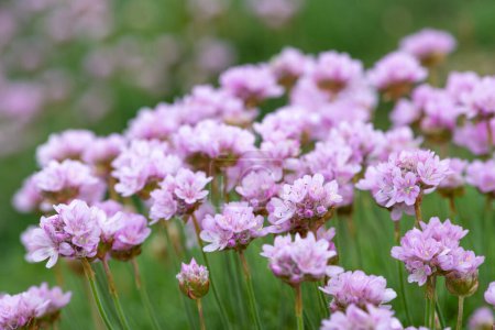 Photo for Close up of thrift (armeria maritima) flowers in bloom - Royalty Free Image