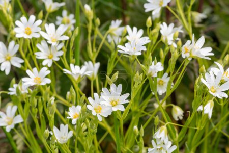 Close up of greater stitchwort (stellaria holostea) flowers in bloom