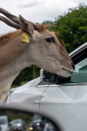 Foto de Head shot of a common eland (taurotragus oryx) looking into a car window - Imagen libre de derechos