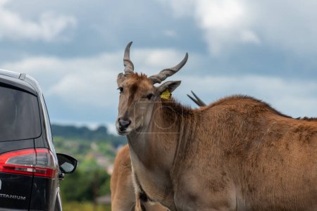 Foto de Close up of a common eland (taurotragus oryx) standing by a car in a safari park - Imagen libre de derechos
