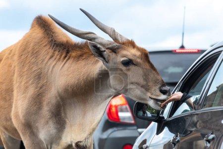 Foto de Close up of a common eland (taurotragus oryx) being hand fed by a person in a car - Imagen libre de derechos