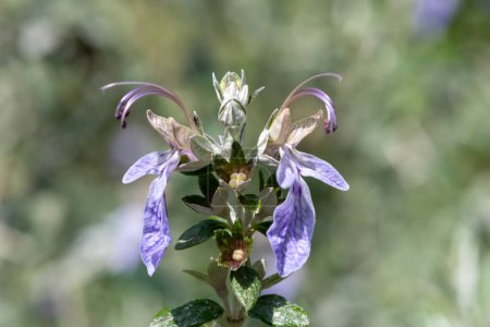 Photo for Close up of tree germander (teucrium fruticans) flowers in bloom - Royalty Free Image
