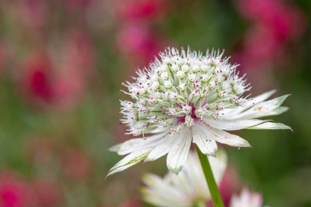 Close up of an astrantia flower in bloom