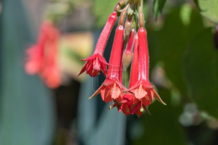 Téléchargez les photos : Close up of red fuchsias in bloom in the garden - en image libre de droit