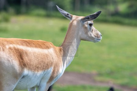 Foto de Close up of a blackbuck (antilope cervicapra) doe - Imagen libre de derechos