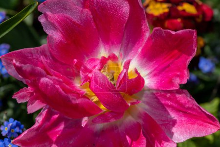 Foto de Close up of a pink garden tulip (tulipa (gesneriana) covered in water droplets - Imagen libre de derechos