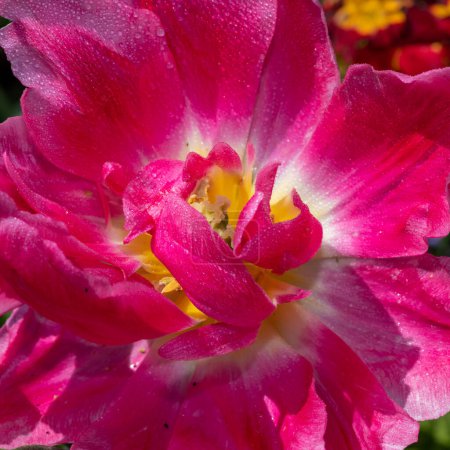 Foto de Close up of a pink garden tulip (tulipa (gesneriana) covered in water droplets - Imagen libre de derechos