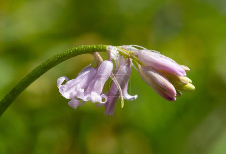 Photo for Close up of a pink common bluebell (hyacinthoides non scripta) flower covered in water droplets - Royalty Free Image