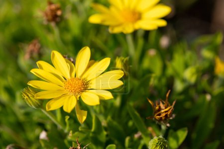 Foto de Close up of mountain arnica (arnica montana) flowers in bloom - Imagen libre de derechos