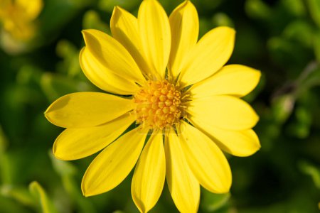 Foto de Close up of a mountain arnica (arnica montana) flower in bloom - Imagen libre de derechos