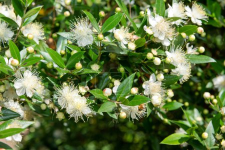 Photo for Close up of common myrtle (myrtus communis) flowers in bloom - Royalty Free Image