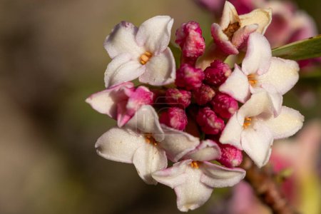 Macro disparo de perfume princesa Daphne flores en flor