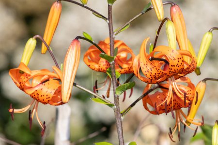 Photo for Close up of tiger lily (lilium henryi) flowers in bloom - Royalty Free Image