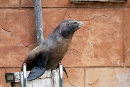 Photo for Close up of a California sea lion (zalophus californianus) performing in a sea lion show - Royalty Free Image
