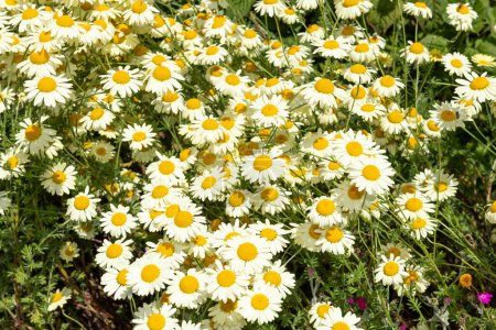 Photo for Feverfew (tanacetum parthenium) flowers in bloom - Royalty Free Image