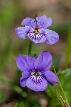 Makroaufnahme von blühenden Englischen Veilchen (Viola odorata)