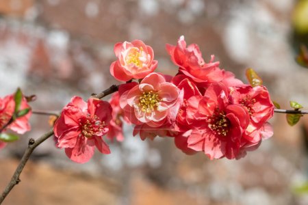 Close up of pink flowers on a quince tree in bloom