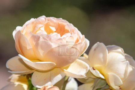 Téléchargez les photos : Gros plan d'une rose en fleur - en image libre de droit