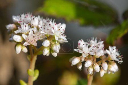 Photo for Close up of white stonecrop (sedum album) flowers in bloom - Royalty Free Image