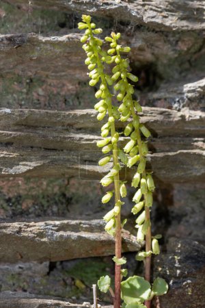Foto de Acercamiento de la ombligo (umbilicus rupestris) que crece en una pared - Imagen libre de derechos