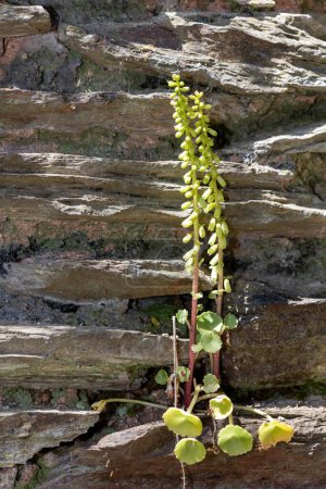 Foto de Acercamiento de la ombligo (umbilicus rupestris) que crece en una pared - Imagen libre de derechos