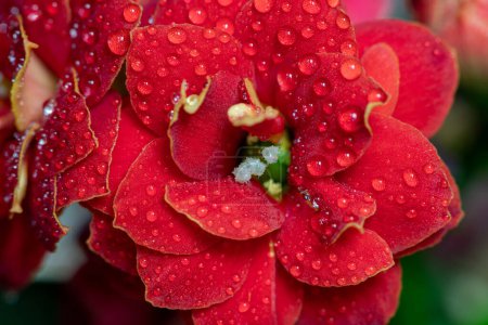 Photo for Macro shot of red Madagascar widows thrill (kalanchoe blossfeldiana) flowers covered in water droplets - Royalty Free Image
