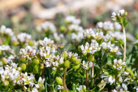 Foto de Primer plano de la hierba de escorbuto (cochlearia officinalis) flores en flor - Imagen libre de derechos