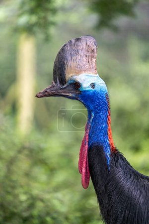 Photo for Head shot of a southern cassowary (casuarius casuarius) - Royalty Free Image
