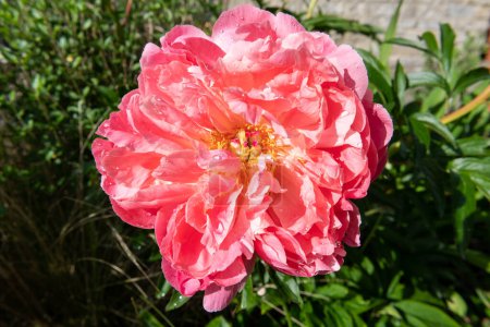 Foto de Primer plano de una flor de peonía rosa en flor - Imagen libre de derechos