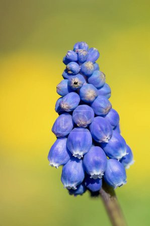 Photo for Close up of a garden grape hyacinth (muscari americanum) flower in bloom - Royalty Free Image