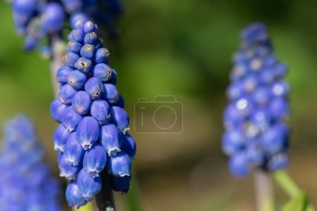 Photo for Close up of a garden grape hyacinth (muscari americanum) flower in bloom - Royalty Free Image