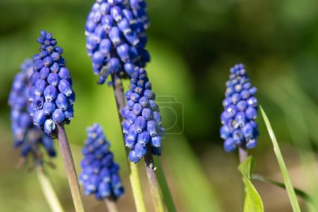Photo for Close up of a garden grape hyacinth (muscari americanum) flowers in bloom - Royalty Free Image