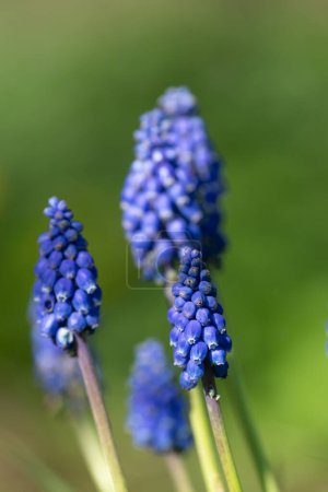 Photo for Close up of a garden grape hyacinth (muscari americanum) flowers in bloom - Royalty Free Image
