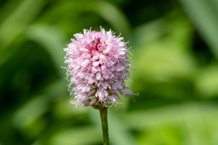 Foto de Macro de una flor común de bistort (bistorta officinalis) cubierta de gotitas de rocío - Imagen libre de derechos