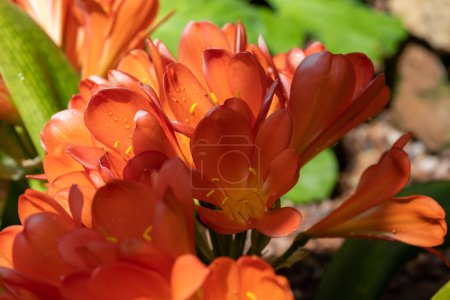 Téléchargez les photos : Gros plan de fleurs de lys de brousse (clivia miniata) en fleurs - en image libre de droit