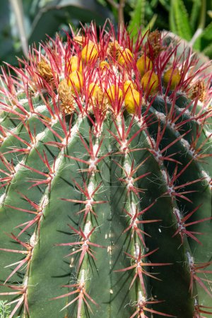 Photo for Close up of a ferocactus haemacanthus cactus - Royalty Free Image